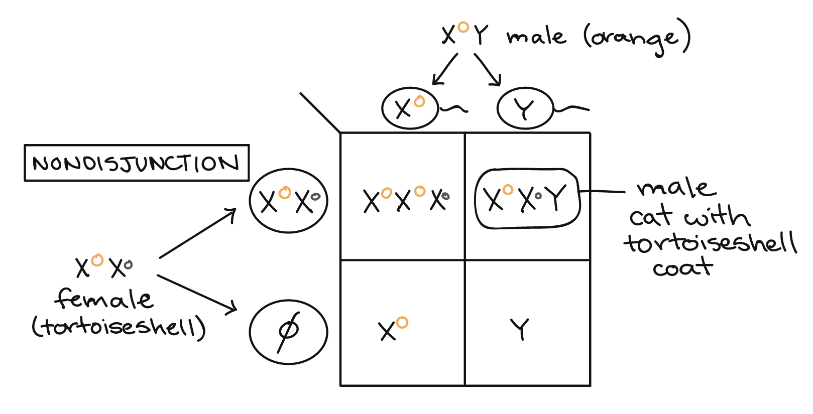 Turner Syndrome Punnett Square