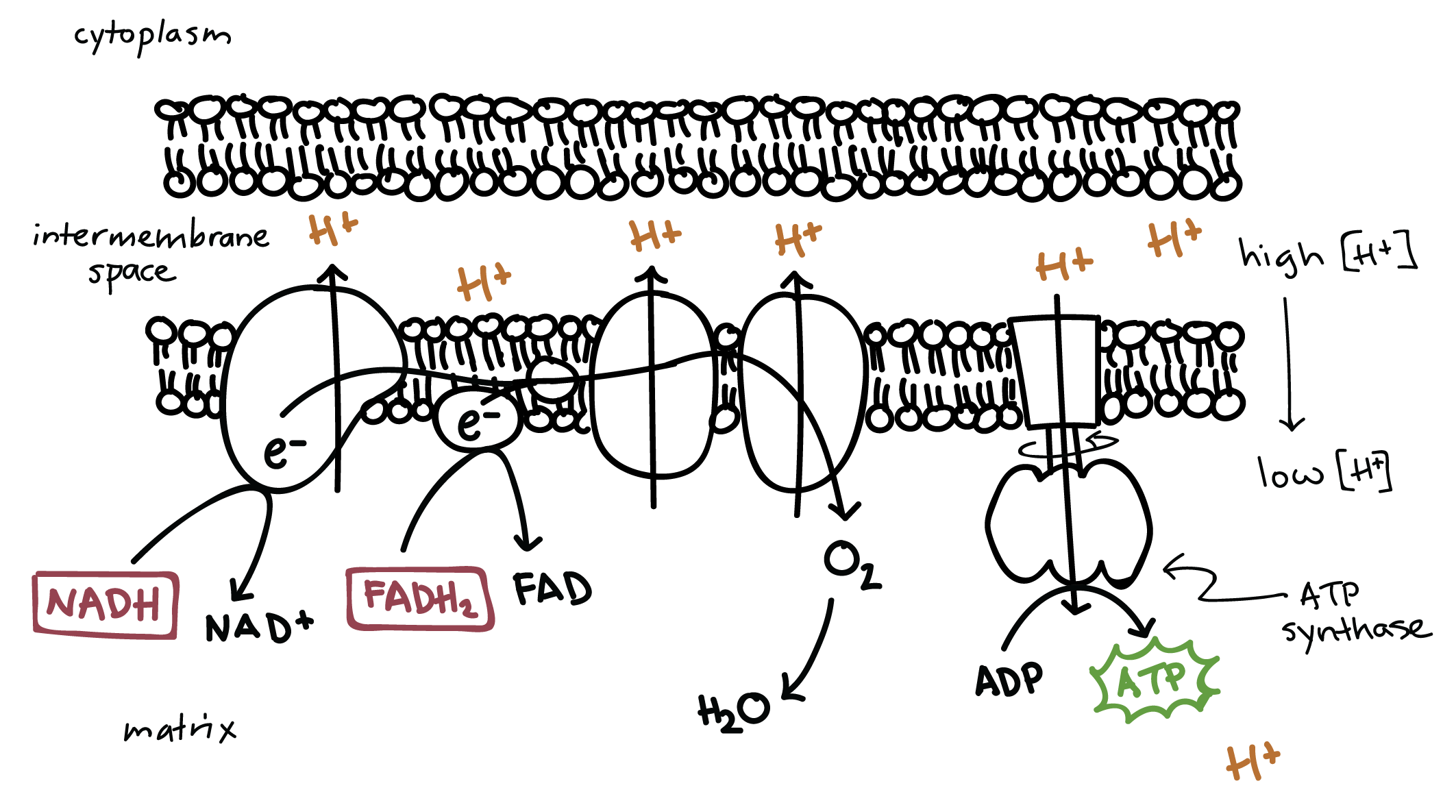 Mitochondrial Oxidative Phosphorylation