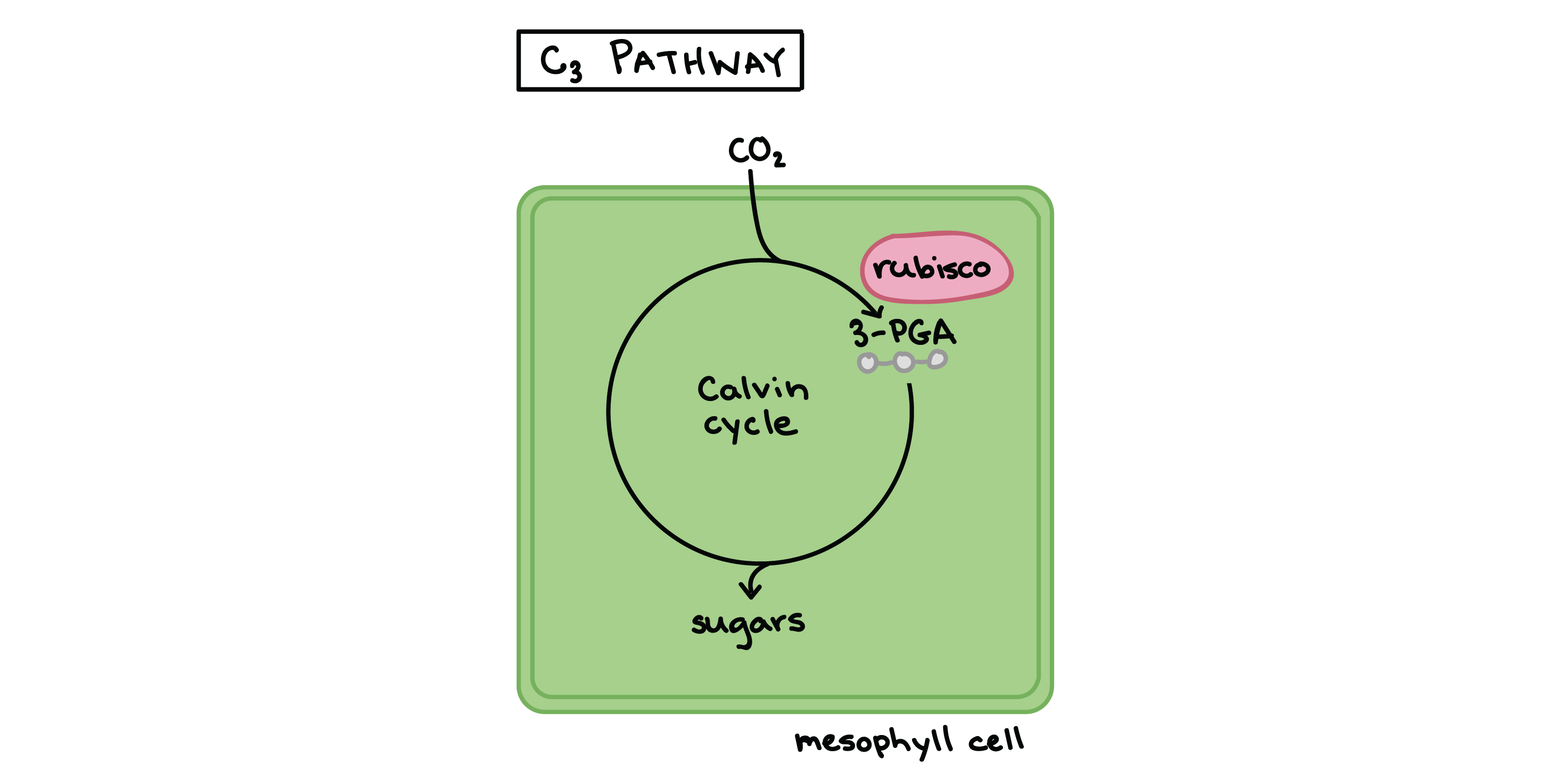 C3 C4 And Cam Plants Chart