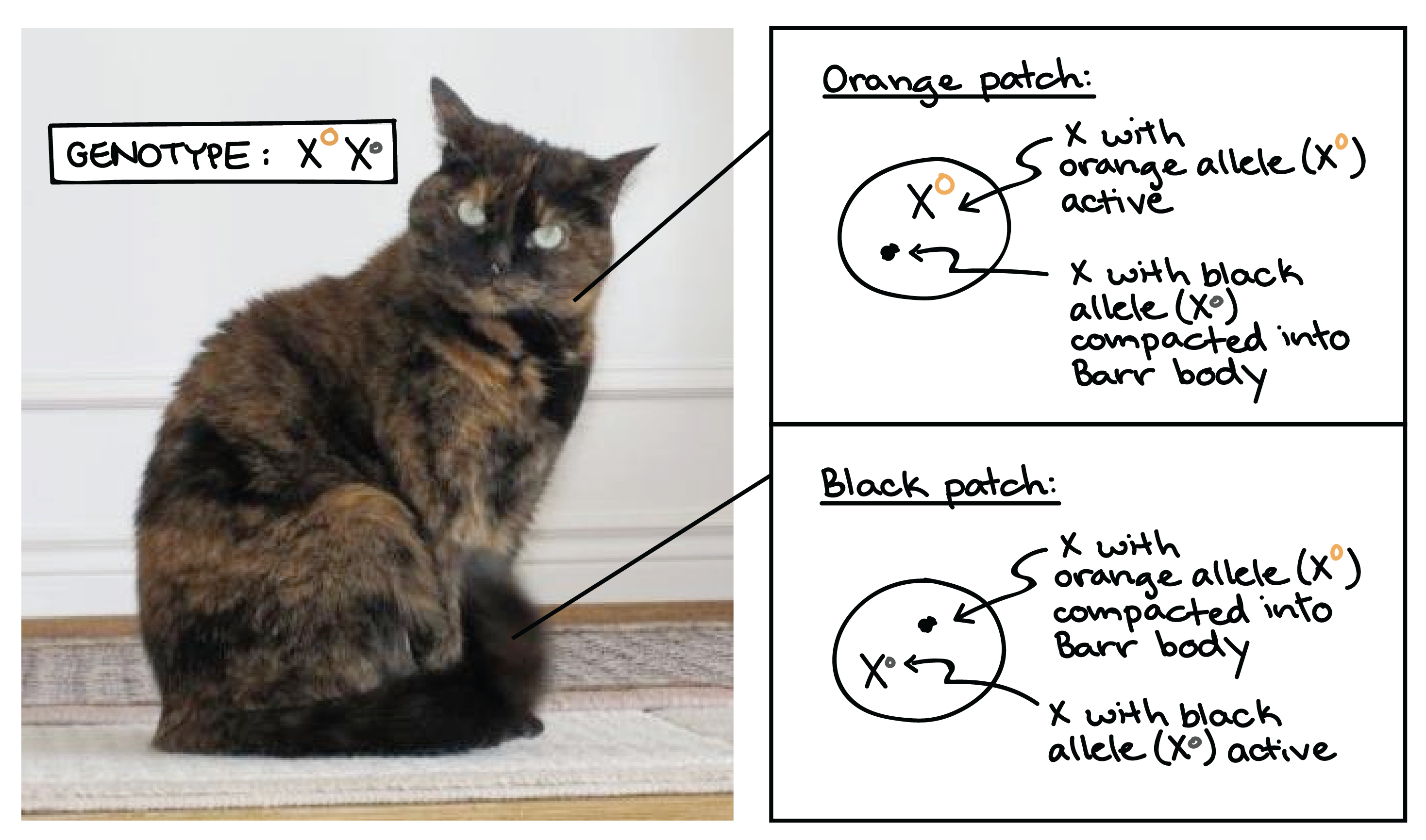Imagem de um gato malhado, ilustrando o processo de inativação do X que causa as manchas de diferentes cores na sua pelugem. O gato tem uma mistura de manchas pretas e laranjas, algumas menores e outras maiores. O genótipo do gato é $\text X^O\text X^o$, onde o _O_ grande representa o laranja e o _o_ pequeno representa o preto.

* As manchas laranjas são formadas por células que possuem o X com o alelo laranja ($\text X^O$) ativo, enquanto o X com o alelo preto ($\text X^o$) está condensado como corpúsculo de Barr.

* As manchas pretas são formadas por células que possuem o X com o alelo preto ($\text X^O$) ativo, enquanto o X com o alelo laranja ($\text X^o$) está condensado como corpúsculo de Barr.