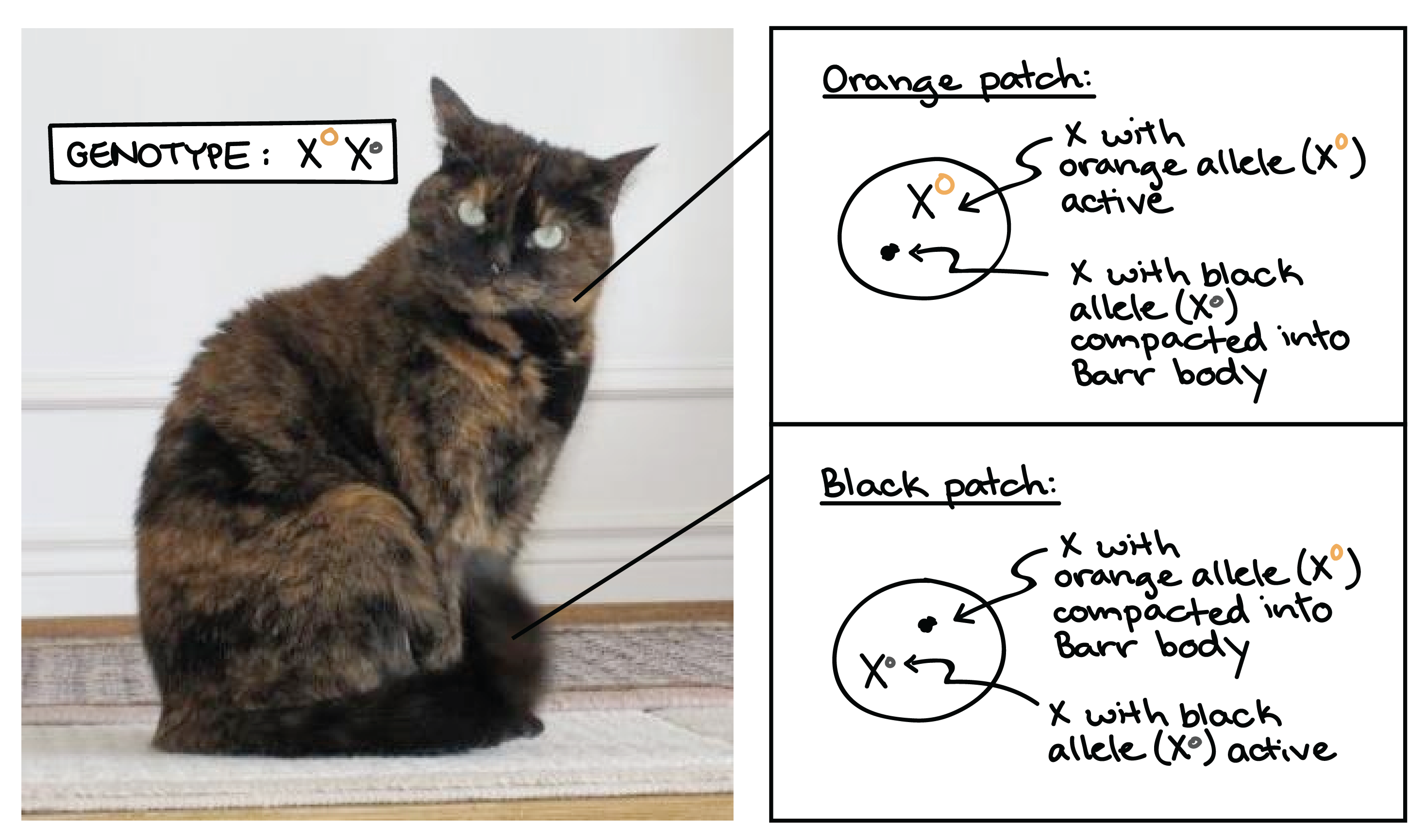 How To Tell The Sex Of A Cat Diagram 