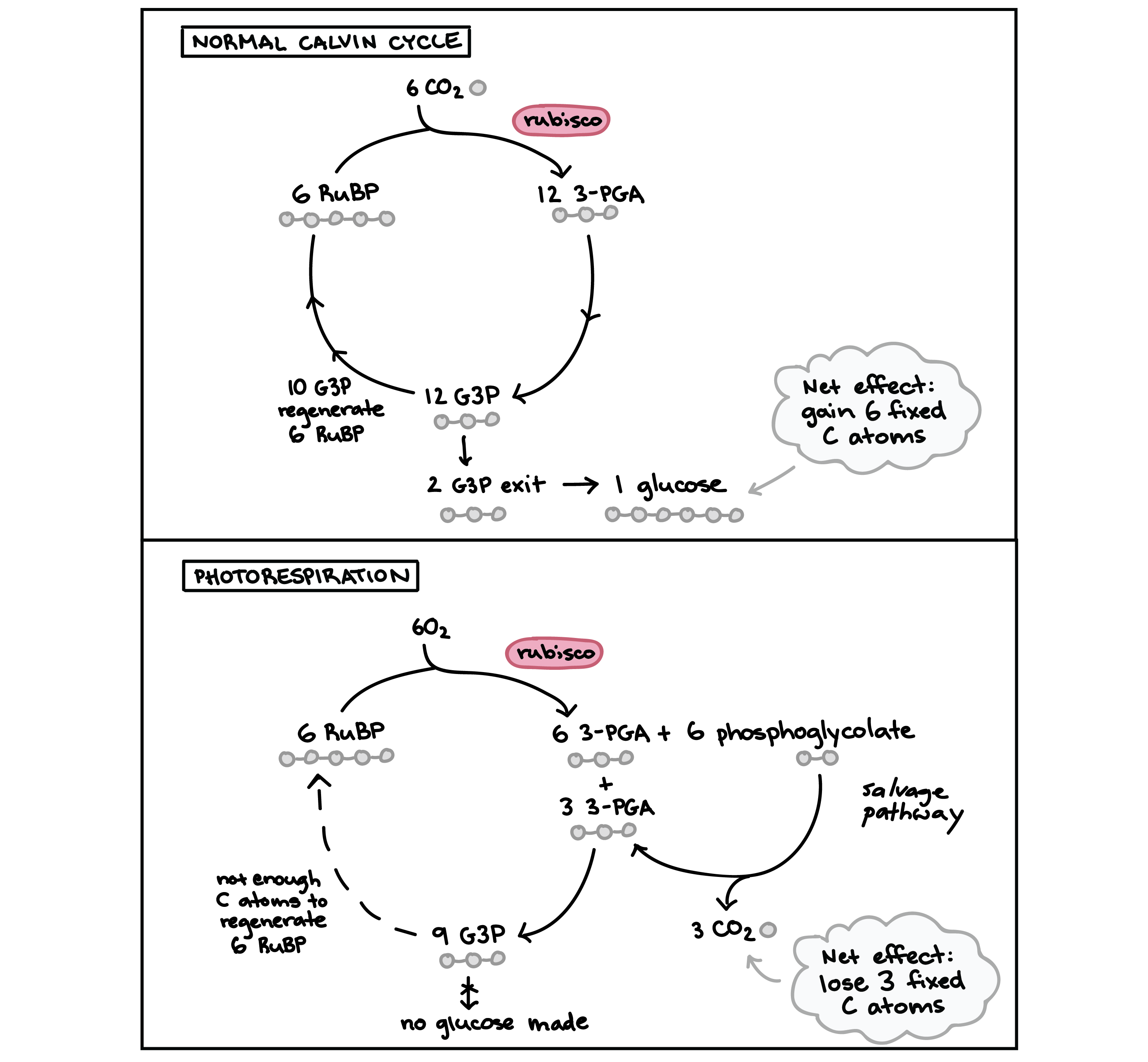 Co2 To O2 Conversion Chart