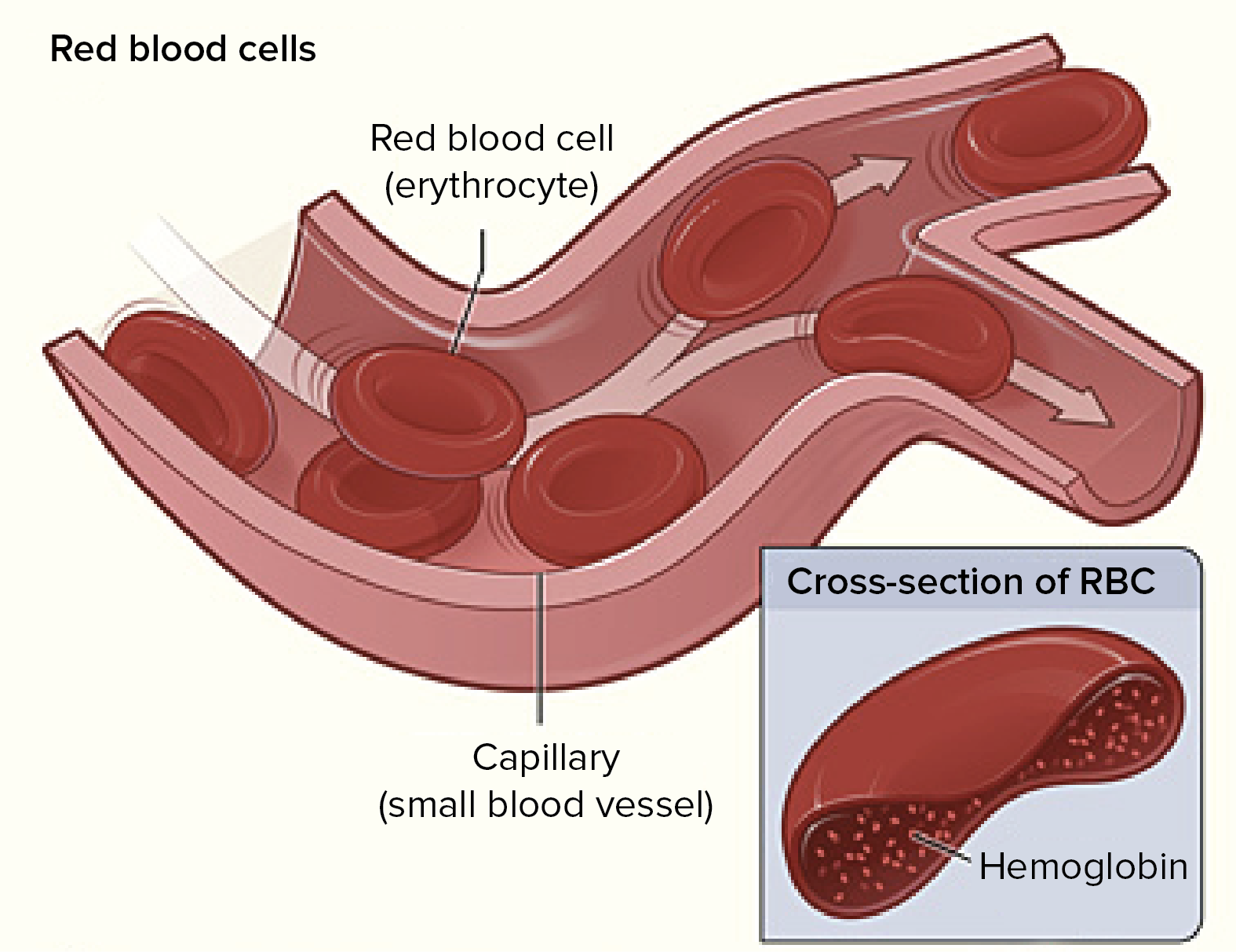 How does the human body build red blood cells?