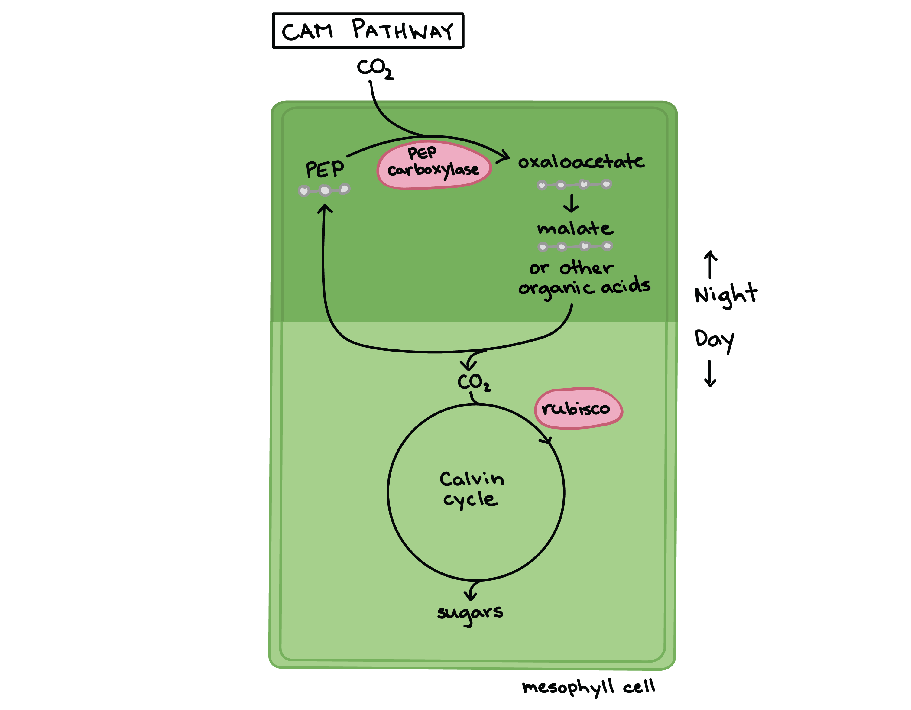 C3 C4 And Cam Plants Chart