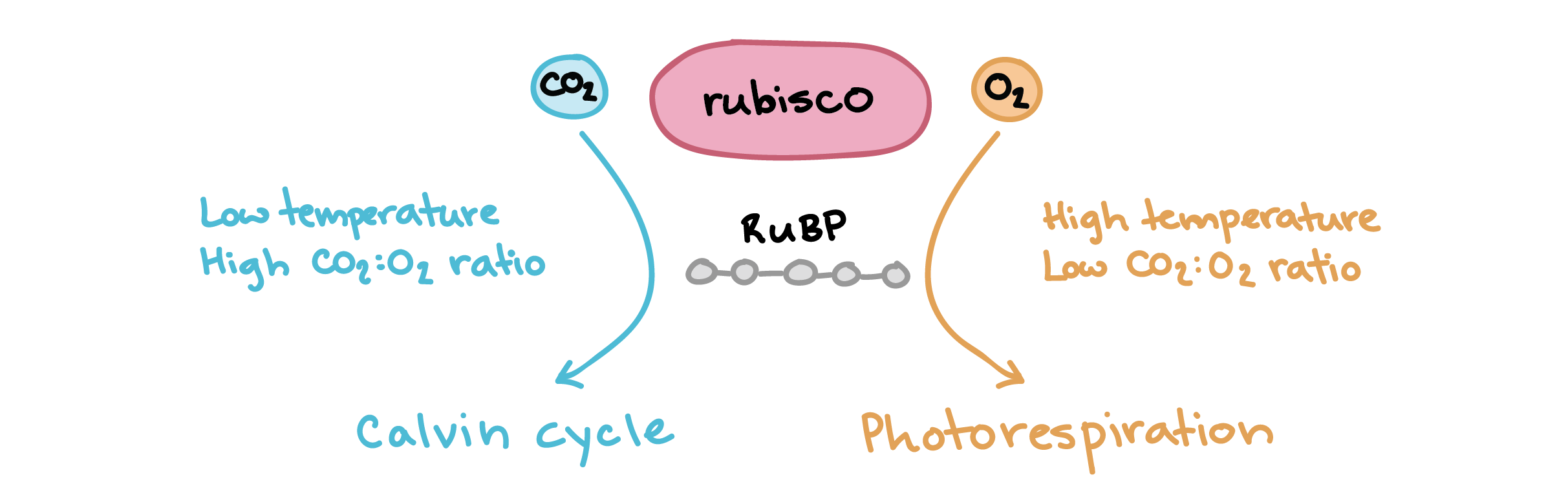 Photorespiration Article Photosynthesis Khan Academy