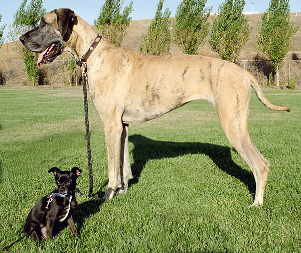 Los individuos de una misma especie pueden variar en su apariencia física. Por ejemplo, el gran danés y el chihuahueño pertenecen a la misma especie, el perro doméstico, aunque el primero es mucho más grande que el segundo.