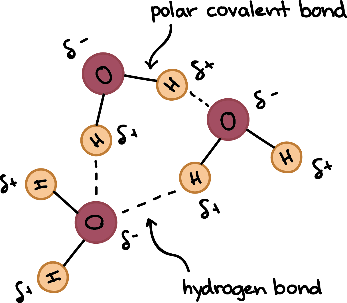 Image result for water molecule polarity and hydrogen bond formation