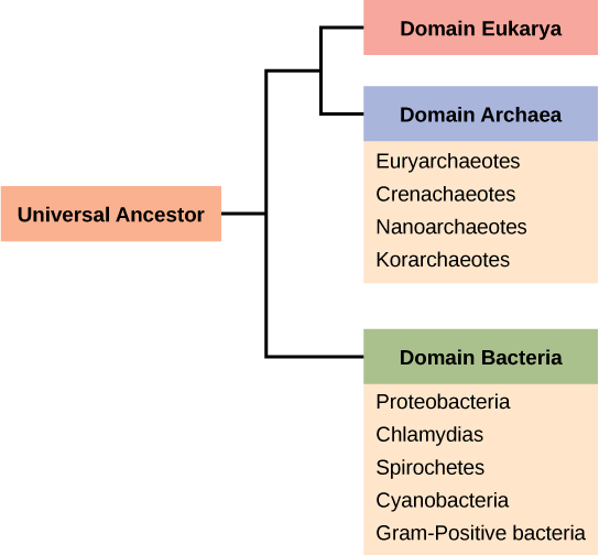 Cyanobacteria Classification Chart