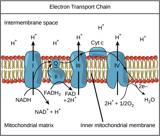 Oxidative Phosphorylation Biology Article Khan Academy - 