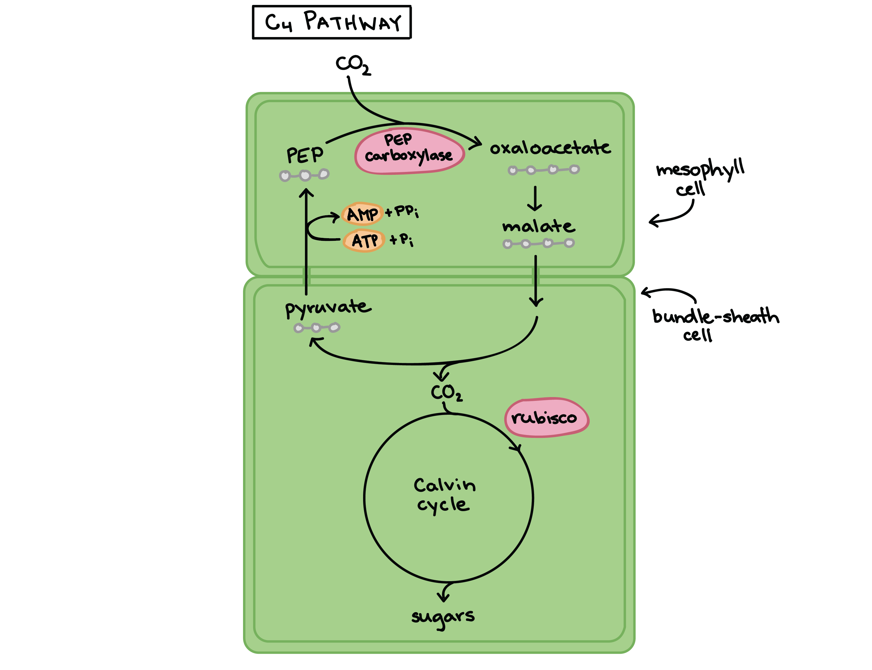 Evolution of c3 c4 and cam plants Idea