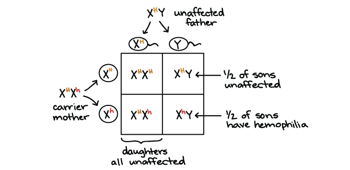 X And Y Chromosomes Chart