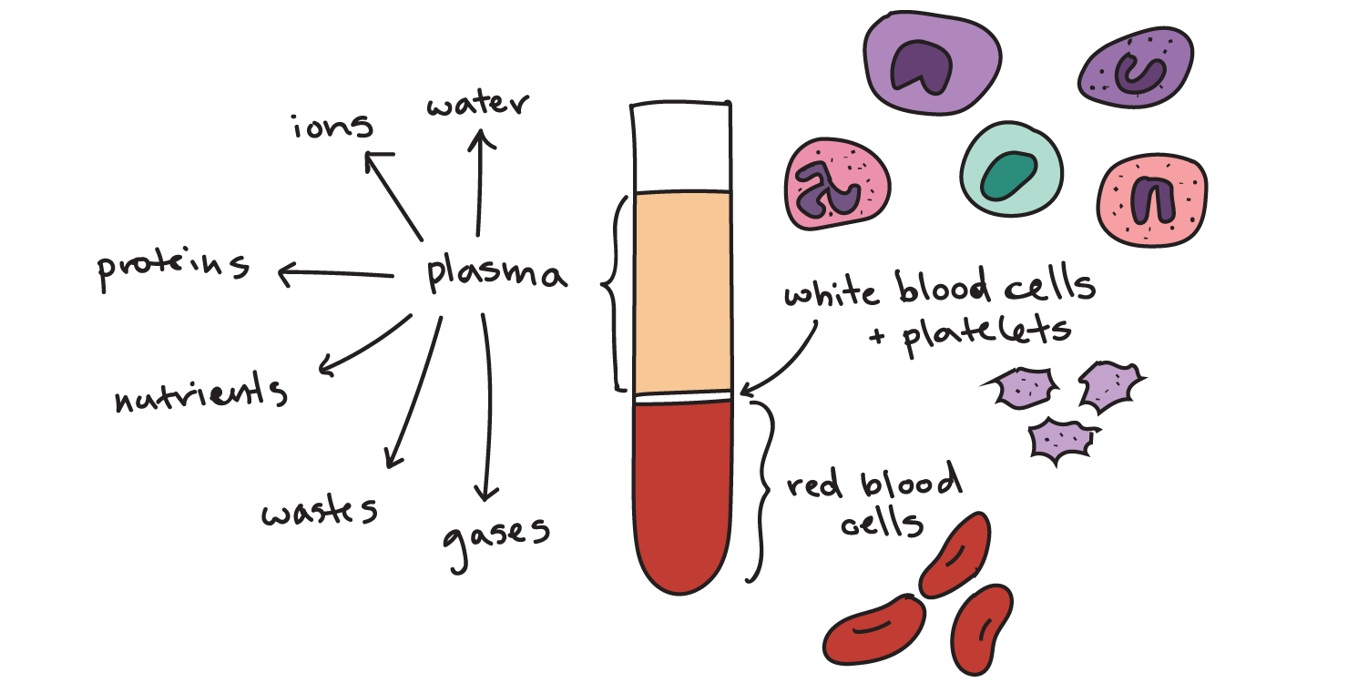 Properties Of Formed Elements Chart