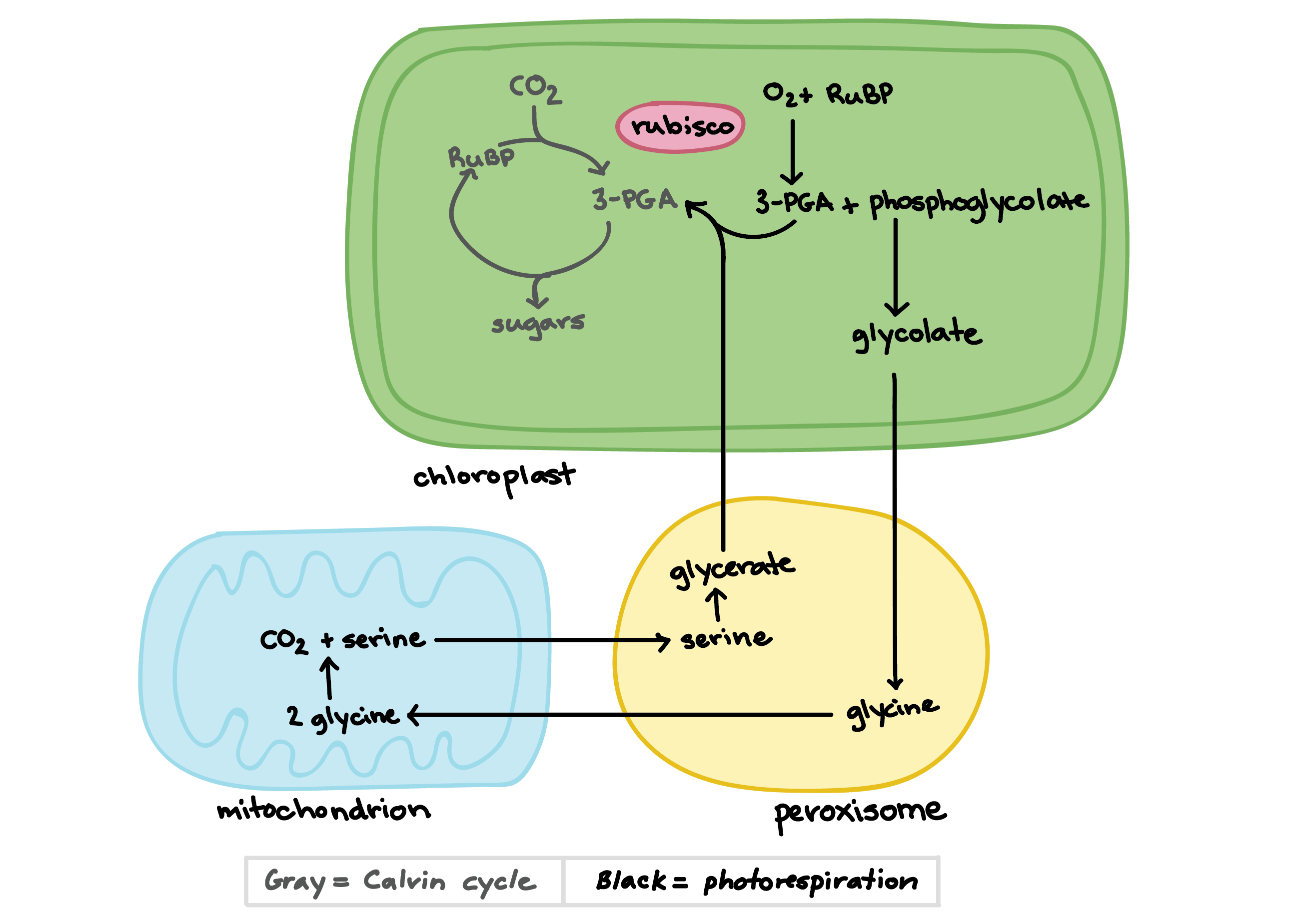 photorespiration graph