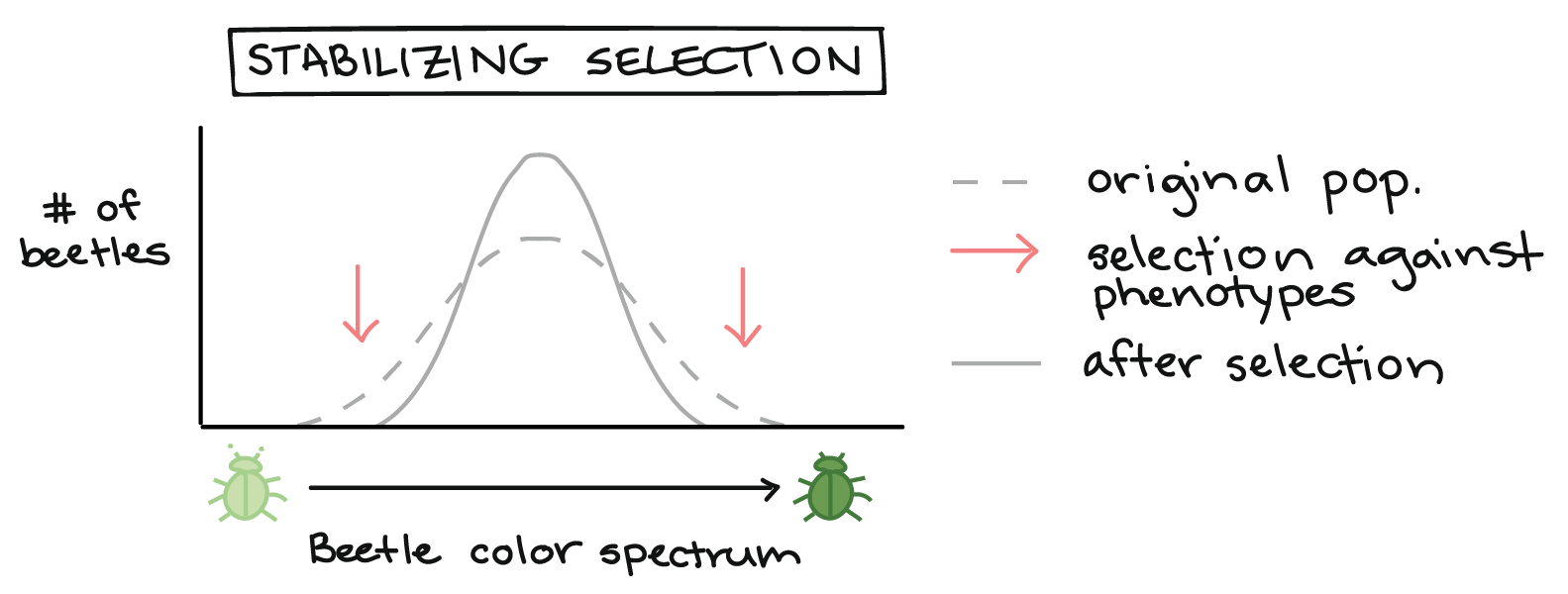 Natural Selection In Populations Article Khan Academy - 