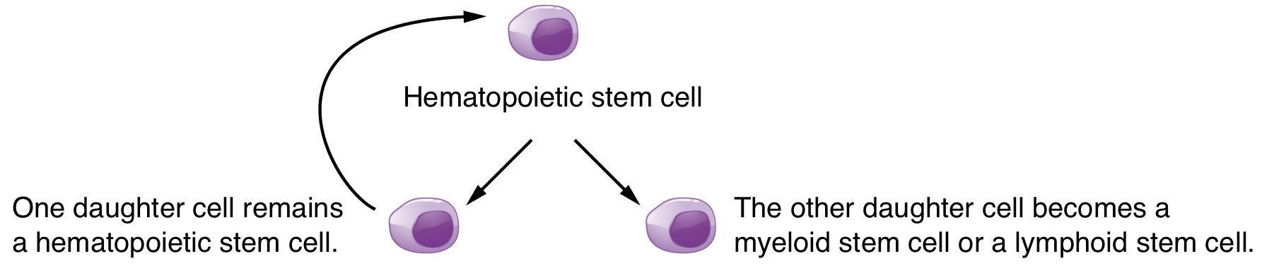 Hematopoietic Stem Cell Chart