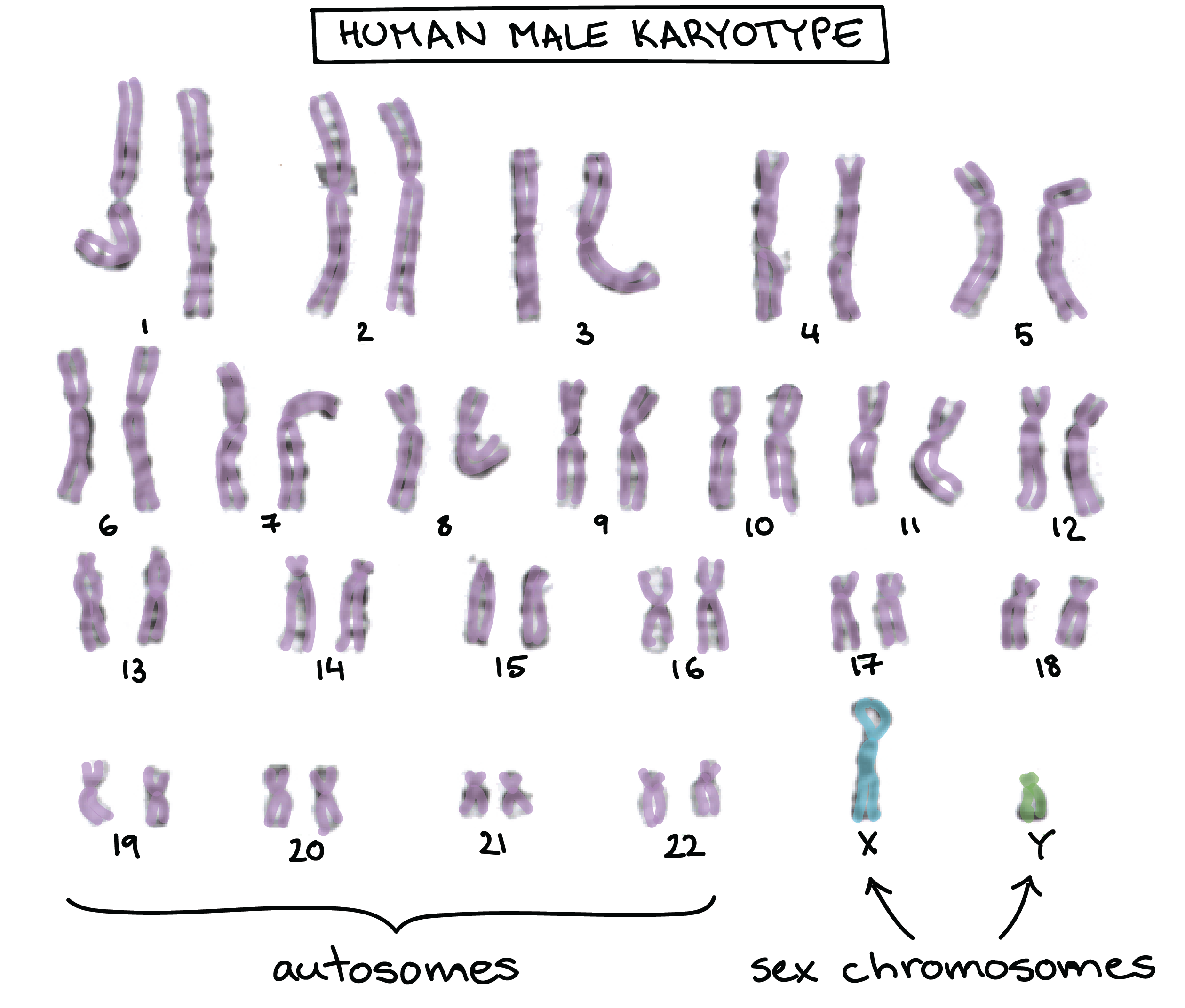 👍 44 2 chromosomes. evolution. 20190219