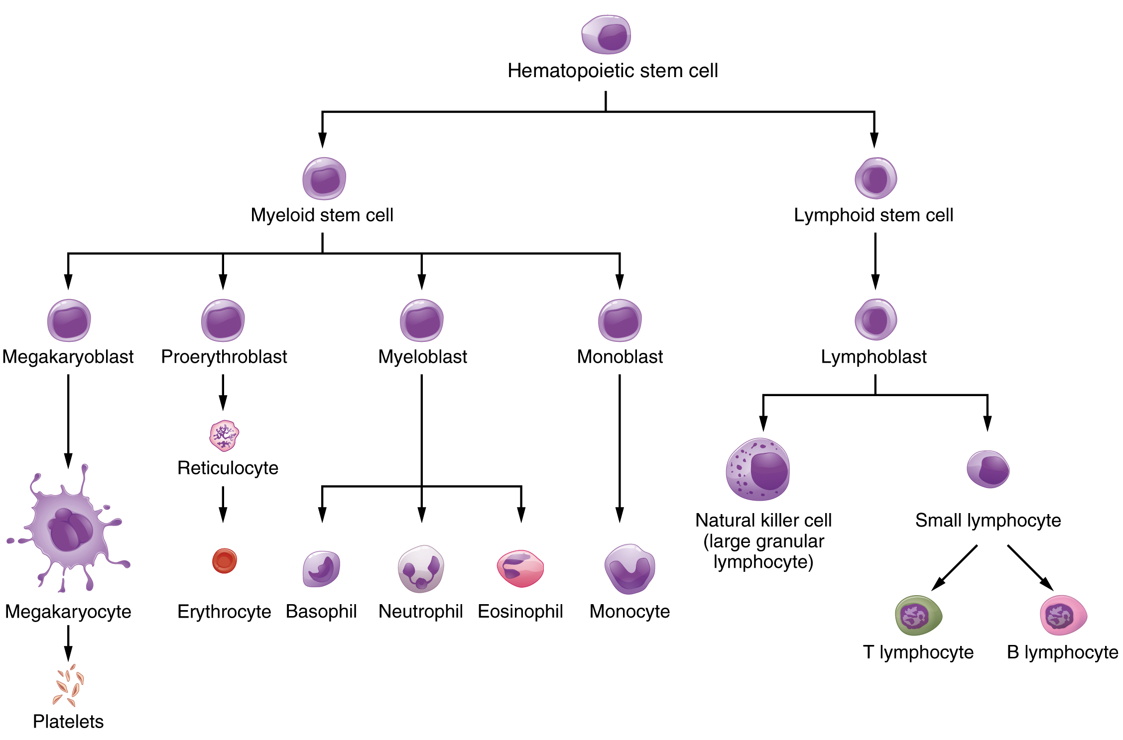 White Blood Cell Chart