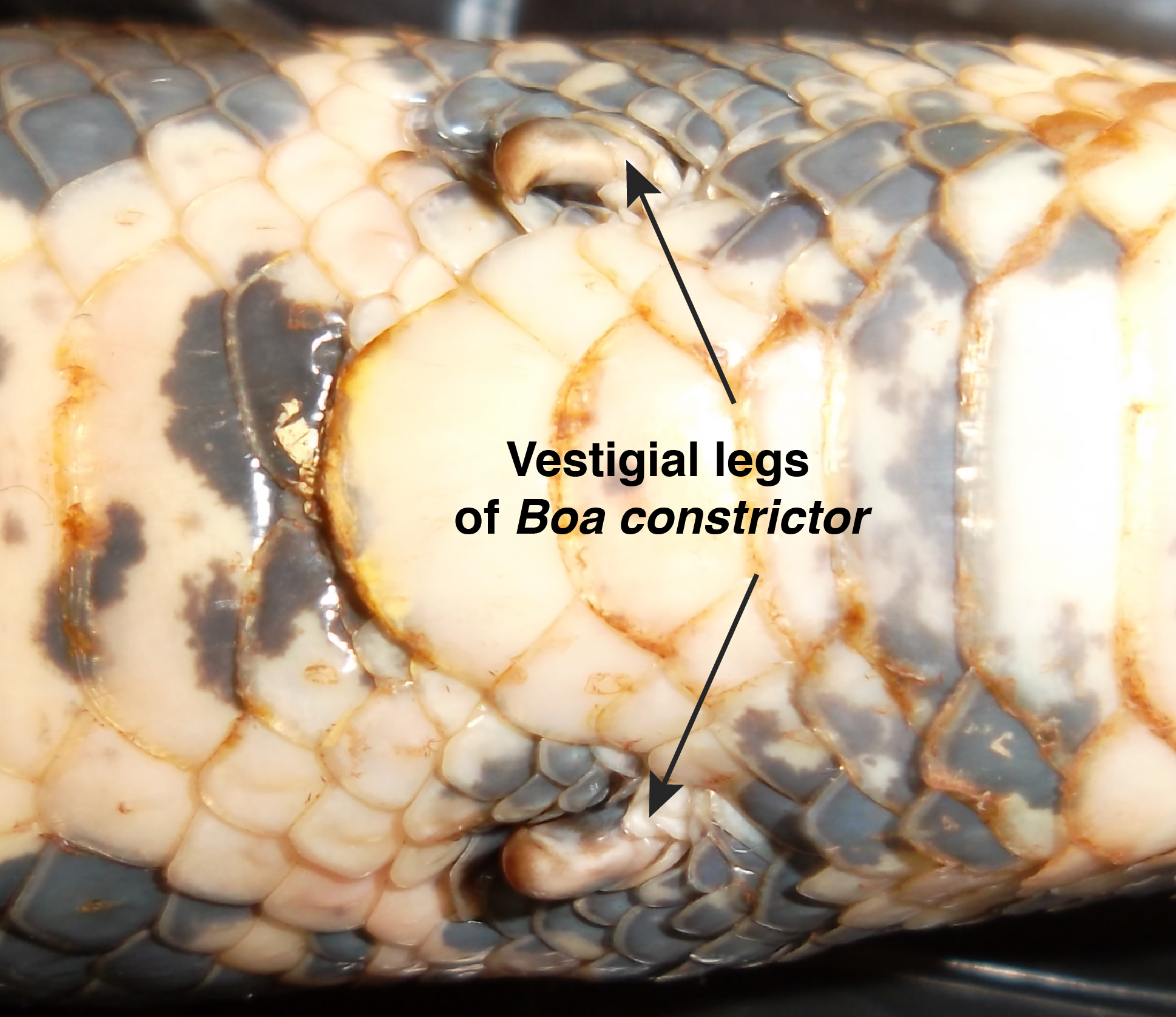 The small leg-like structures of some snakes species, like the _ Boa constrictor_ , are vestigial structures. These remnant features serve no present purpose in snakes, but did serve a purpose in the snakes' tetrapod ancestor (which walked on four limbs).