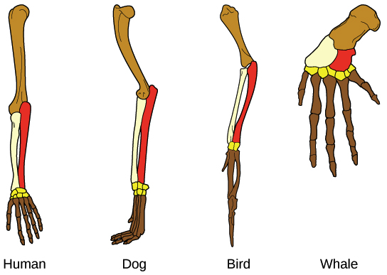 The similar bone arrangement of the human, bird, and whale forelimb is a structural homology. Structural homologies indicate a shared common ancestor.