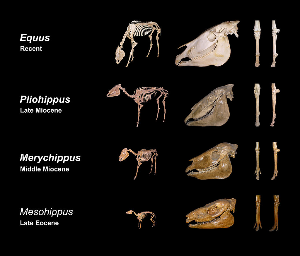 Evidence for evolution