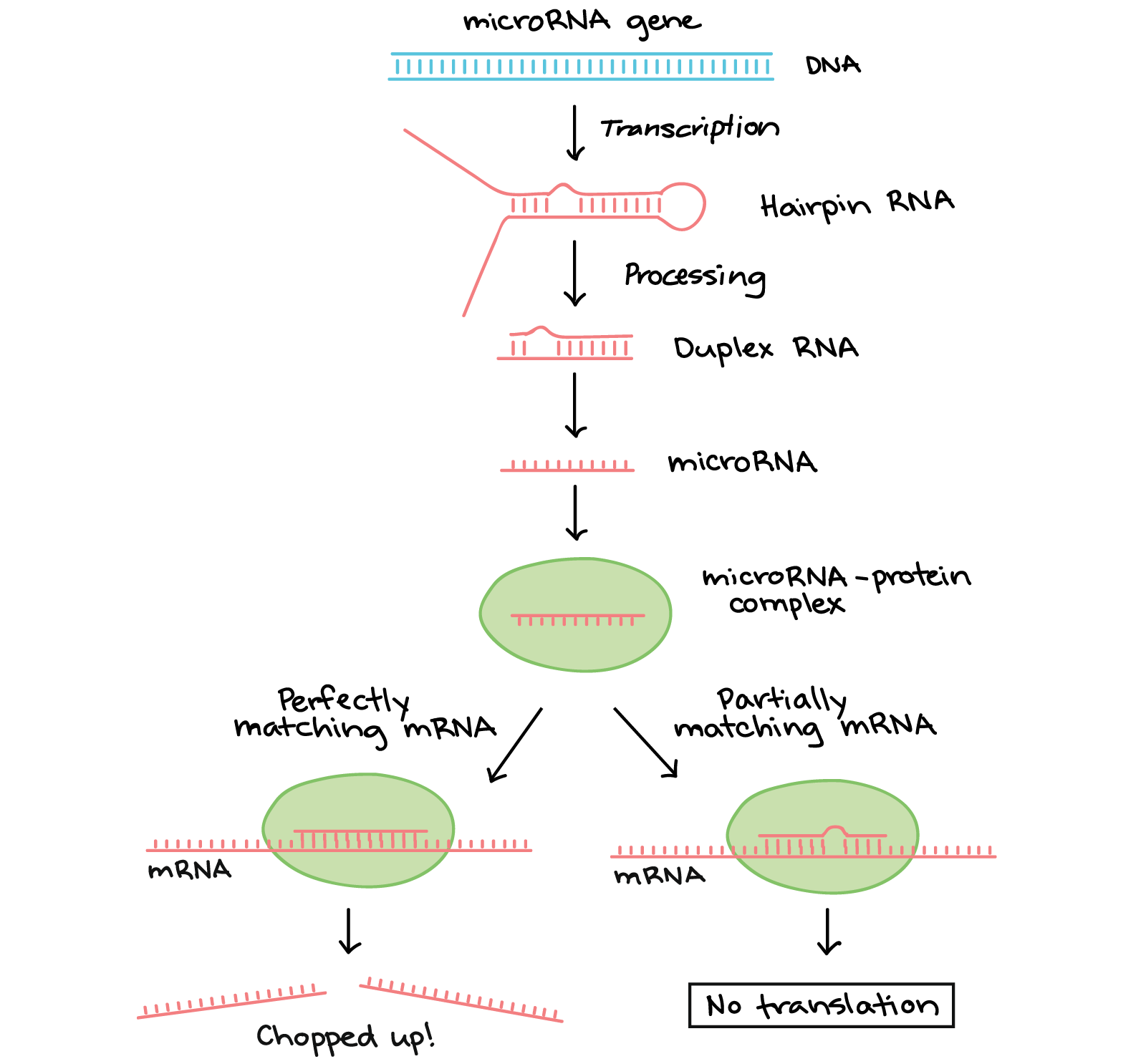 Gene Expression Chart